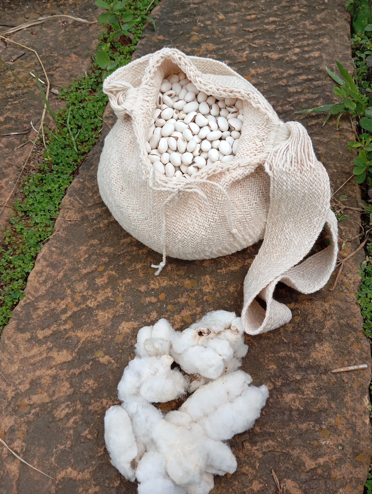 Fríjol blanco en una mochila tejida a mano, junto a algodón crudo recién cosechado