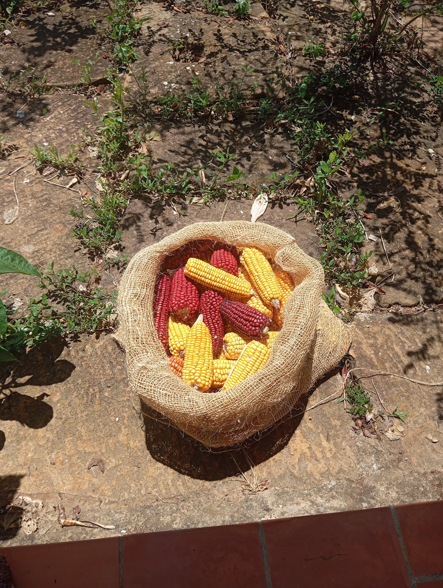 Maíces nativos rojos y dorados en una mochila de fibra natural